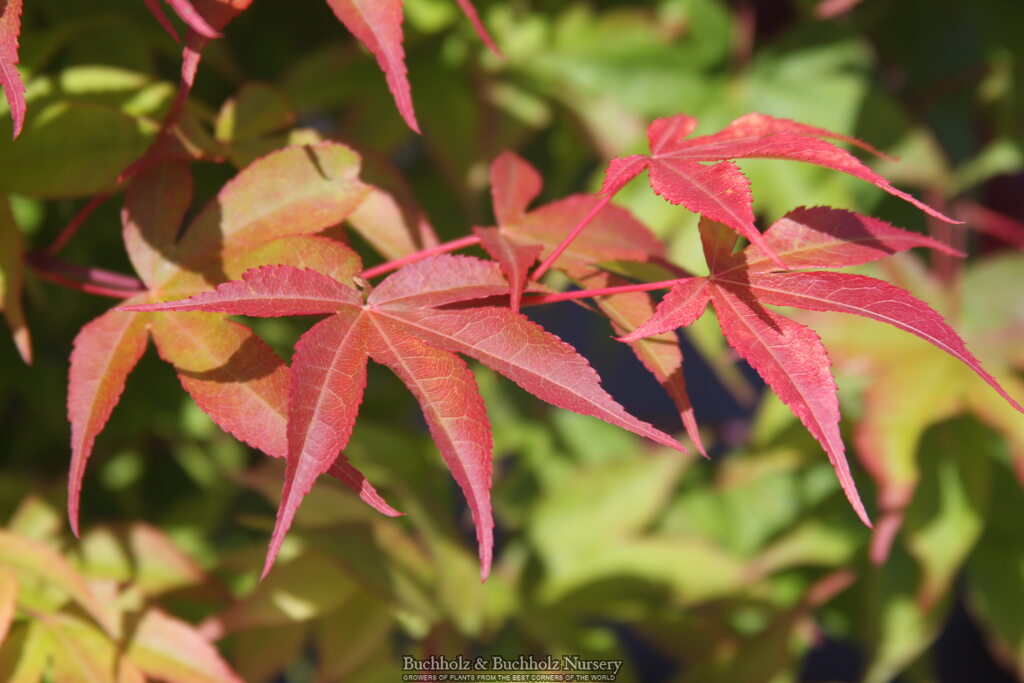 Acer palmatum 'Kokyo' Japanese Maple