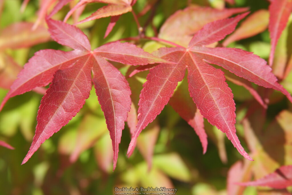 Acer palmatum 'Kokyo' Japanese Maple