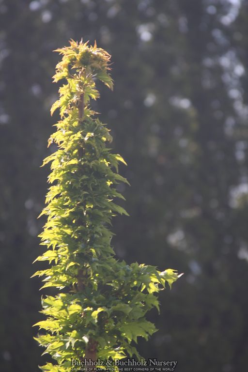 Acer platanoides 'Rezek' Columnar Norway Maple