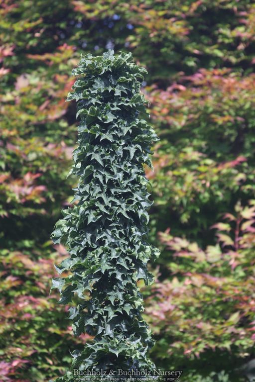 Acer platanoides 'Rezek' Columnar Norway Maple