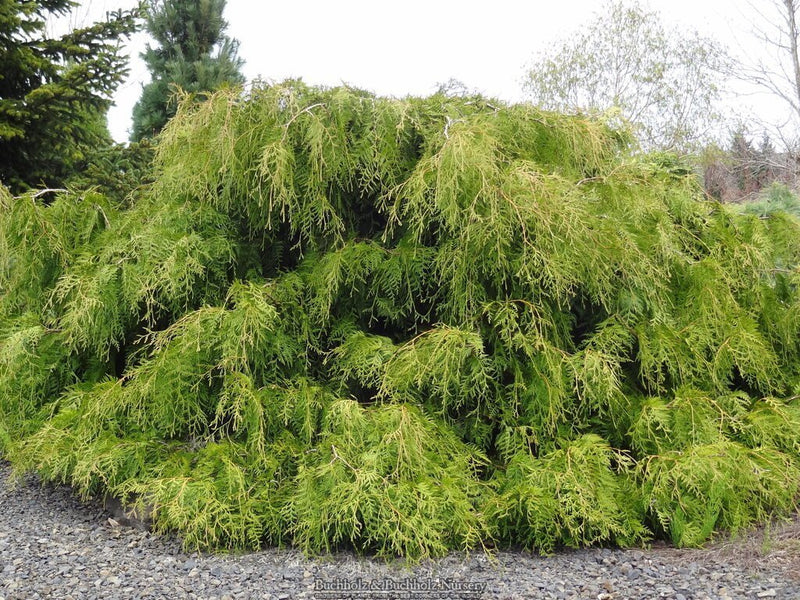 Thuja plicata 'Holly Turner' Dwarf Western Red Cedar