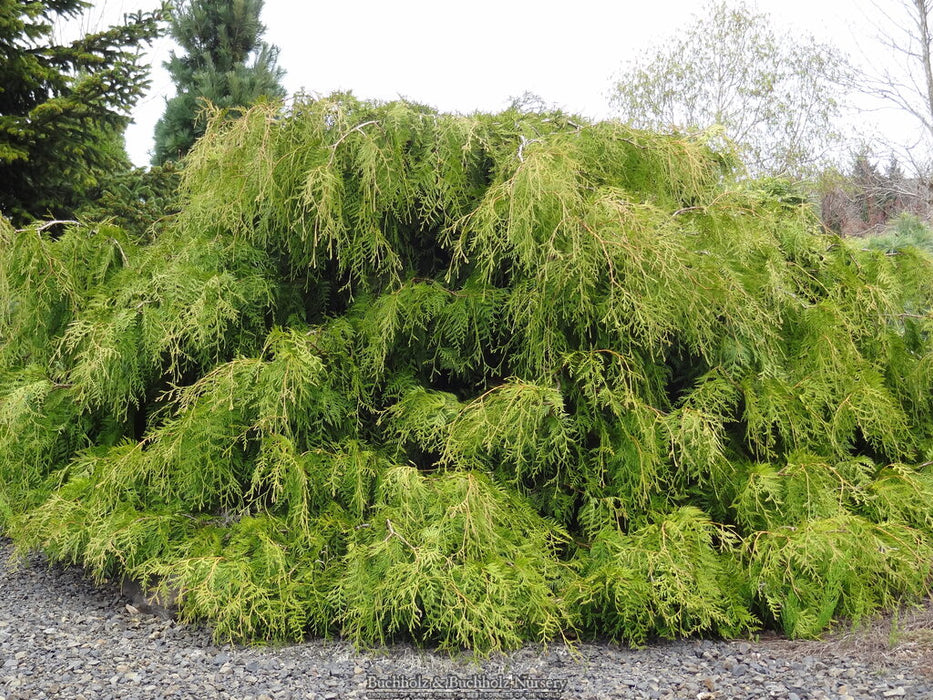 Thuja plicata 'Holly Turner' Dwarf Western Red Cedar