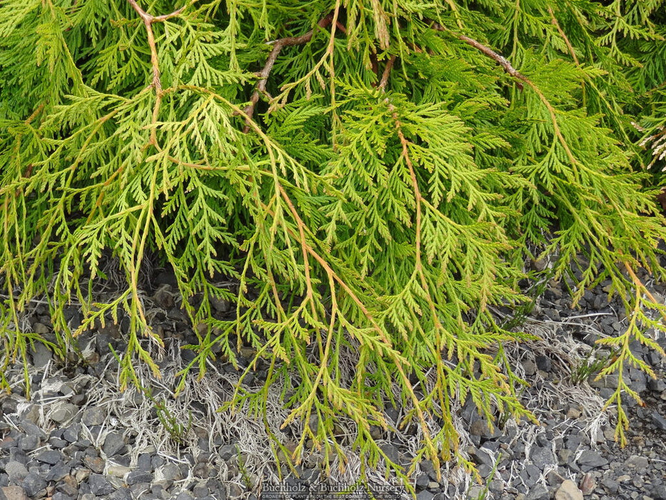 Thuja plicata 'Holly Turner' Dwarf Western Red Cedar