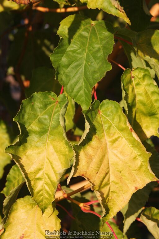 Acer conspicuum x 'Phoenix' Snakebark Japanese Maple