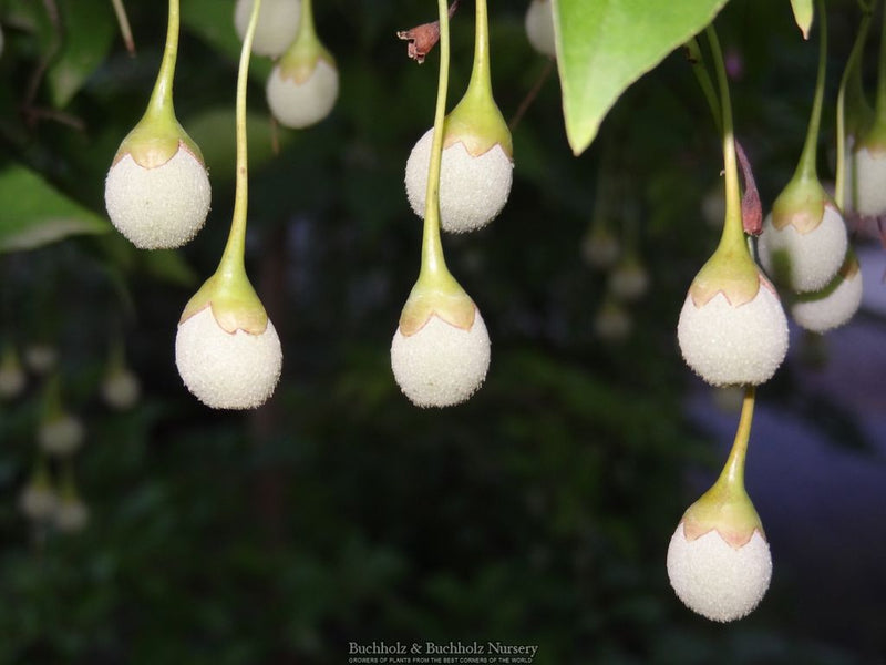 Styrax japonicus 'Pink Chimes' Pink Flowering Japanese Snowbell