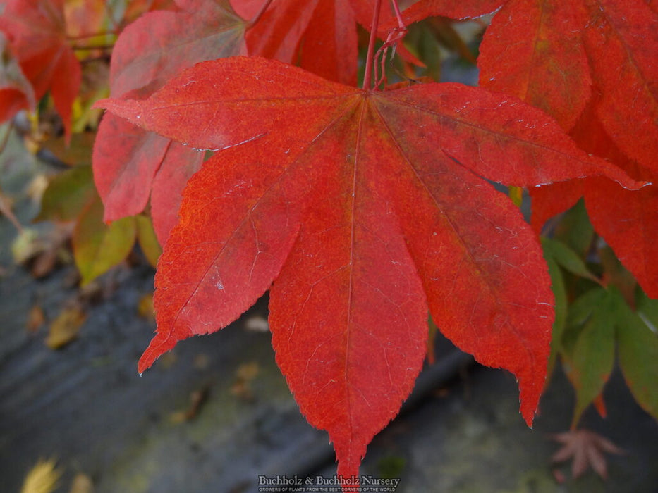 Acer palmatum 'Kokyo' Japanese Maple