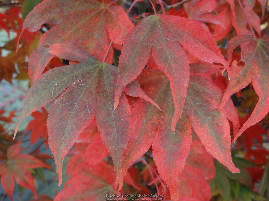 Acer palmatum 'Kokyo' Japanese Maple