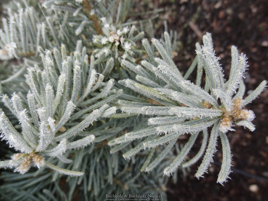 Abies concolor 'Archer's Dwarf' White Fir