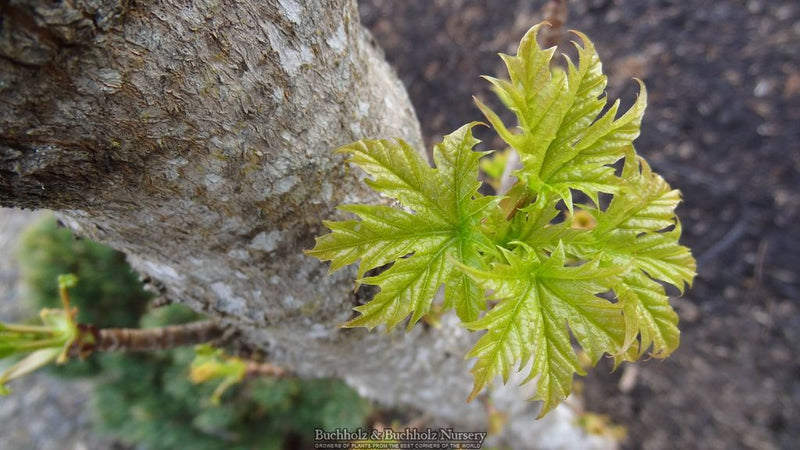 Acer platanoides 'Rezek' Columnar Norway Maple