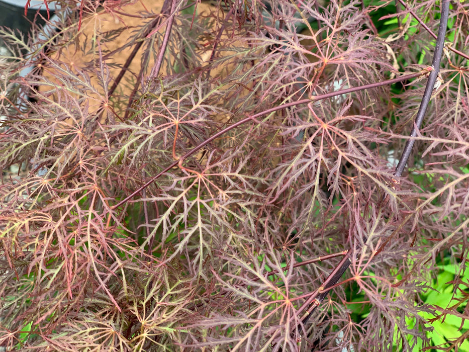 FOR PICKUP ONLY | Acer palmatum 'Ruby Lace' Dwarf Japanese Maple | DOES NOT SHIP