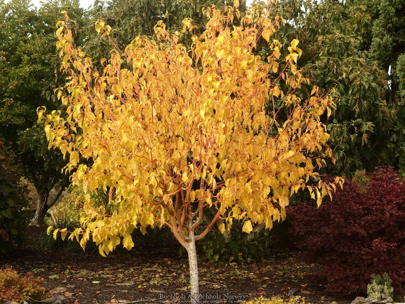 Acer conspicuum x 'Phoenix' Snakebark Japanese Maple