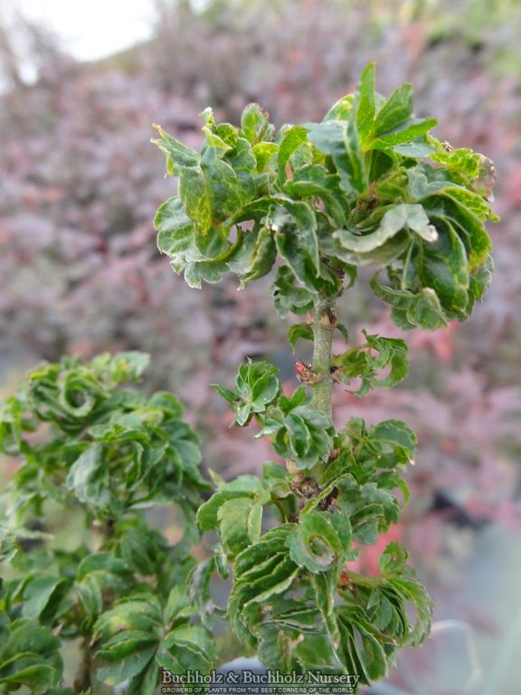 Acer palmatum 'Sir Happy' Ultra-Dwarf Japanese Maple