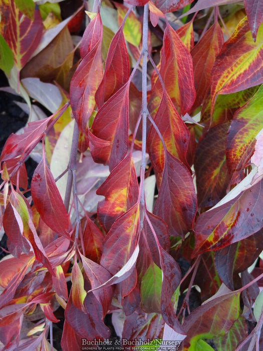 Cornus alba 'Red Gnome™' Dwarf Red Dogwood