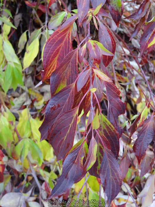 Cornus alba 'Red Gnome™' Dwarf Red Dogwood