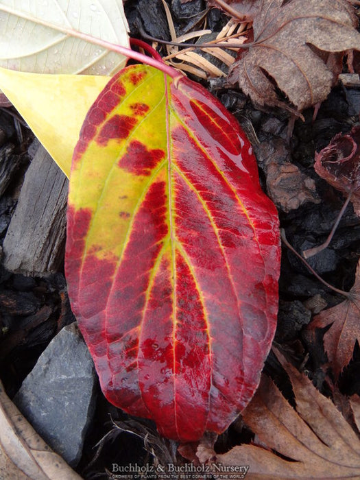 Cornus alba 'Red Gnome™' Dwarf Red Dogwood