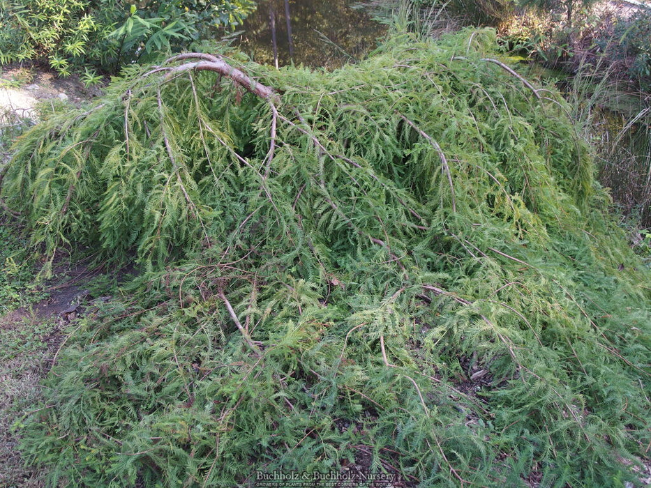 Taxodium distichum 'Cascade Falls' Weeping Bald Cypress