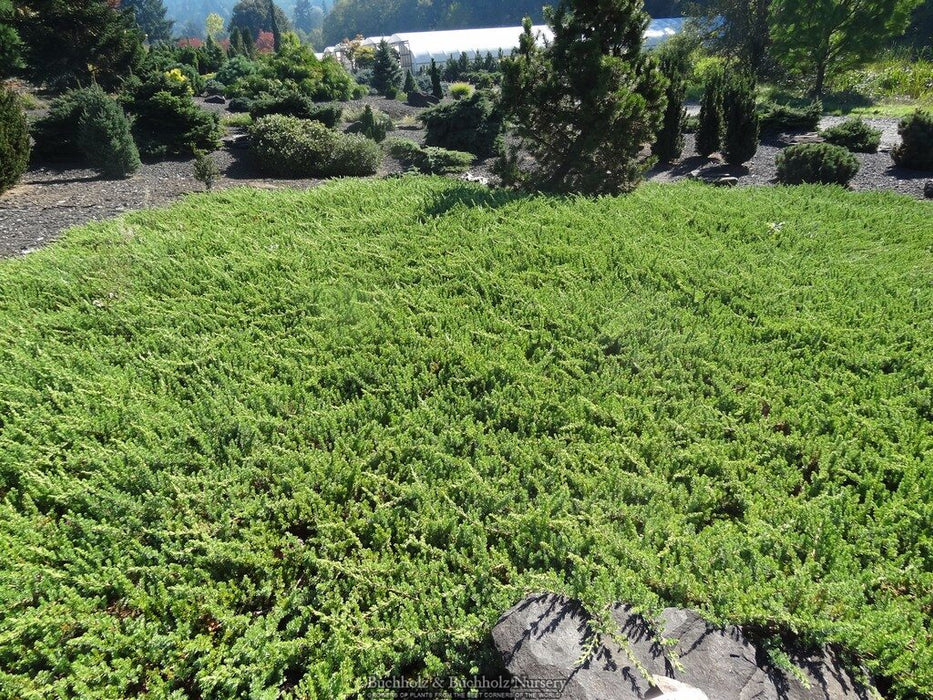 Juniperus rigida conferta 'Blue Lagoon' Shore Juniper