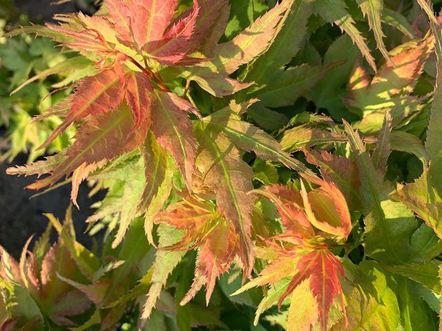 - FOR PICKUP ONLY | Acer palmatum 'Japanese Princess' Dwarf Japanese Maple | DOES NOT SHIP - Mr Maple │ Buy Japanese Maple Trees