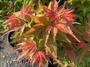 - FOR PICKUP ONLY | Acer palmatum 'Japanese Princess' Dwarf Japanese Maple | DOES NOT SHIP - Mr Maple │ Buy Japanese Maple Trees