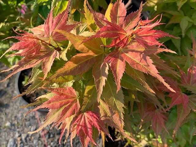 - FOR PICKUP ONLY | Acer palmatum 'Japanese Princess' Dwarf Japanese Maple | DOES NOT SHIP - Mr Maple │ Buy Japanese Maple Trees