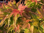 - FOR PICKUP ONLY | Acer palmatum 'Japanese Princess' Dwarf Japanese Maple | DOES NOT SHIP - Mr Maple │ Buy Japanese Maple Trees