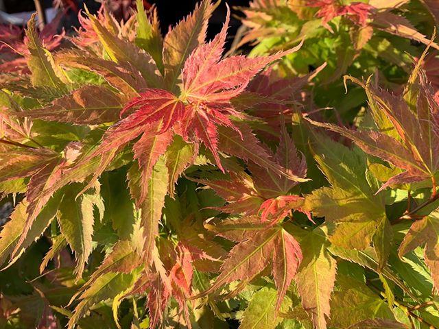 - FOR PICKUP ONLY | Acer palmatum 'Japanese Princess' Dwarf Japanese Maple | DOES NOT SHIP - Mr Maple │ Buy Japanese Maple Trees