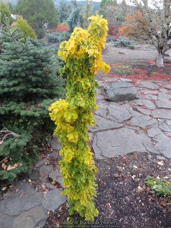 Acer platanoides 'Rezek' Columnar Norway Maple