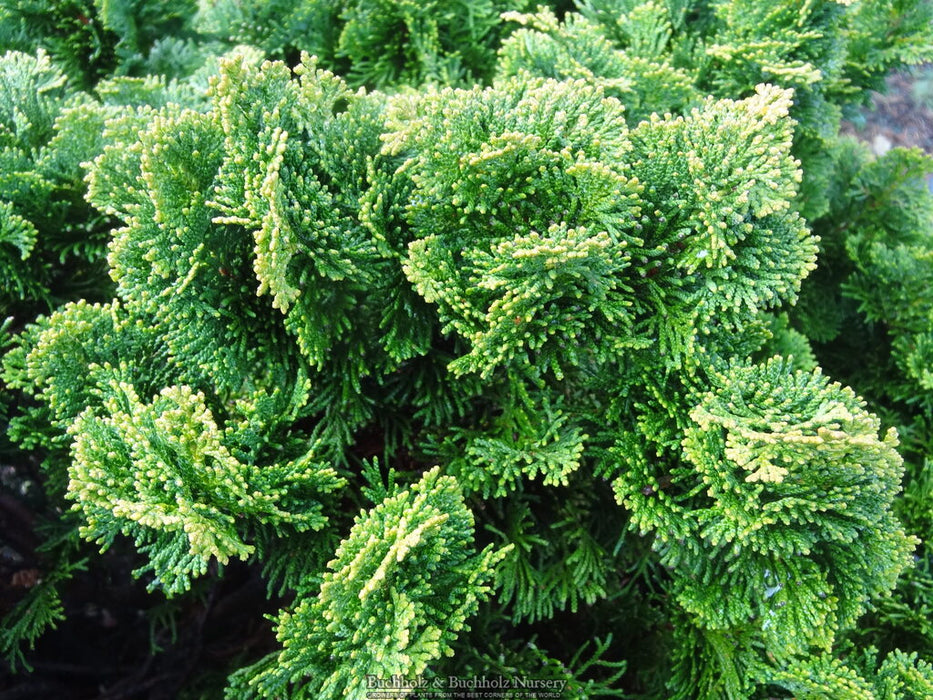 - Chamaecyparis obtusa 'Nana gracilis' Dwarf Hinoki Cypress - Mr Maple │ Buy Japanese Maple Trees