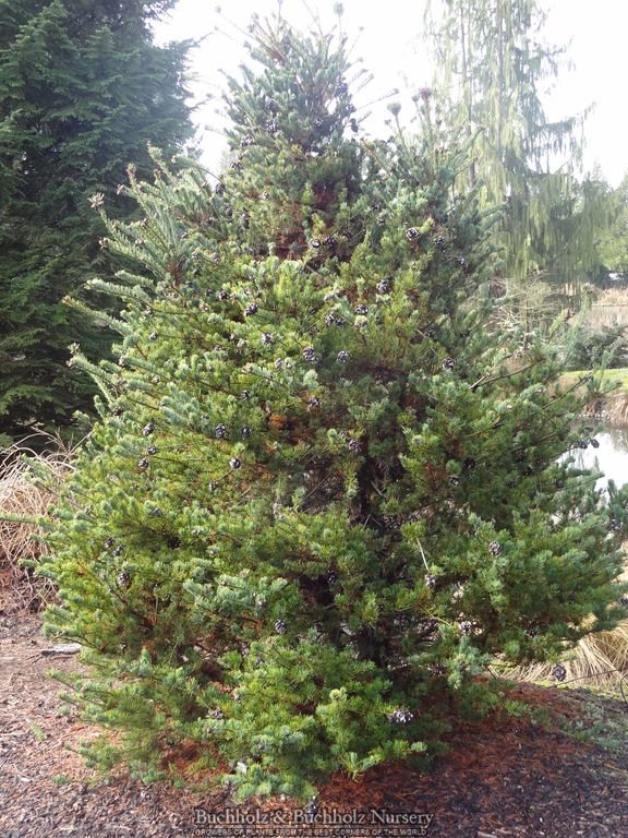 Pinus parviflora 'Shikoku' Japanese White Pine