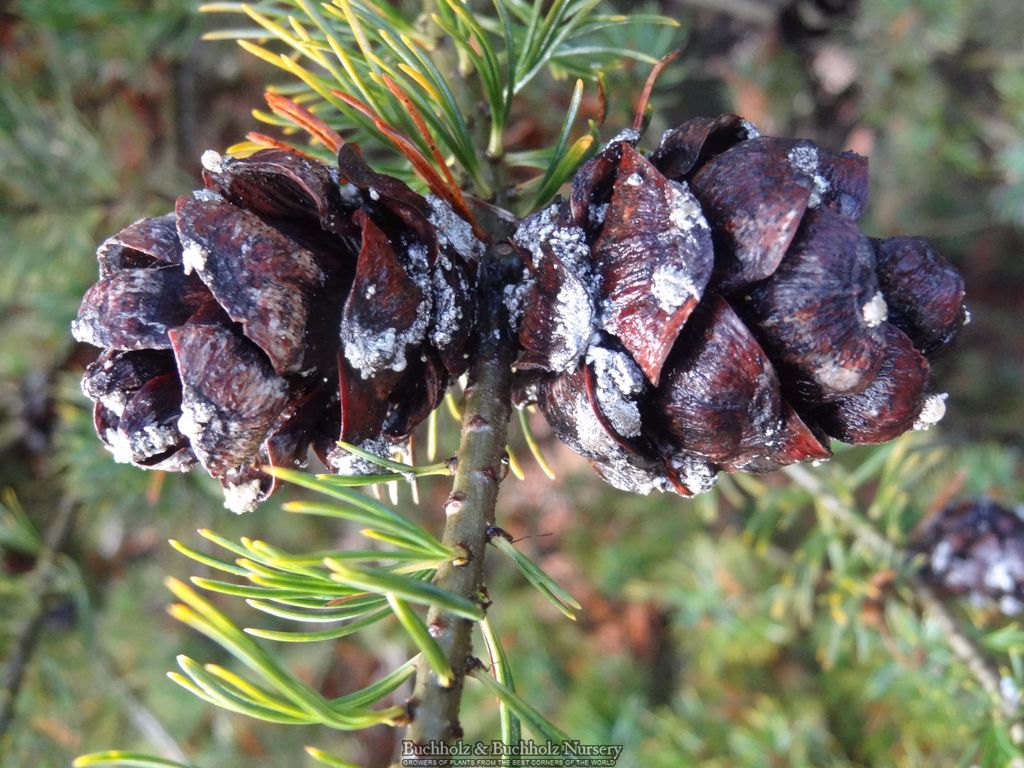 Buy Pinus parviflora 'Shikoku' Japanese White Pine — Mr Maple