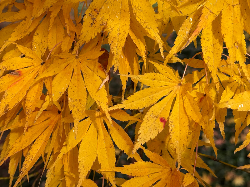 Acer palmatum 'Shiraname' Japanese Maple