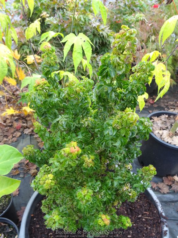 Acer palmatum 'Sir Happy' Ultra-Dwarf Japanese Maple