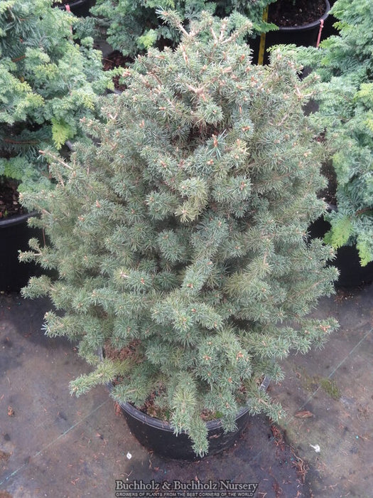 Pinus parviflora 'Bonny' Dwarf Japanese White Pine