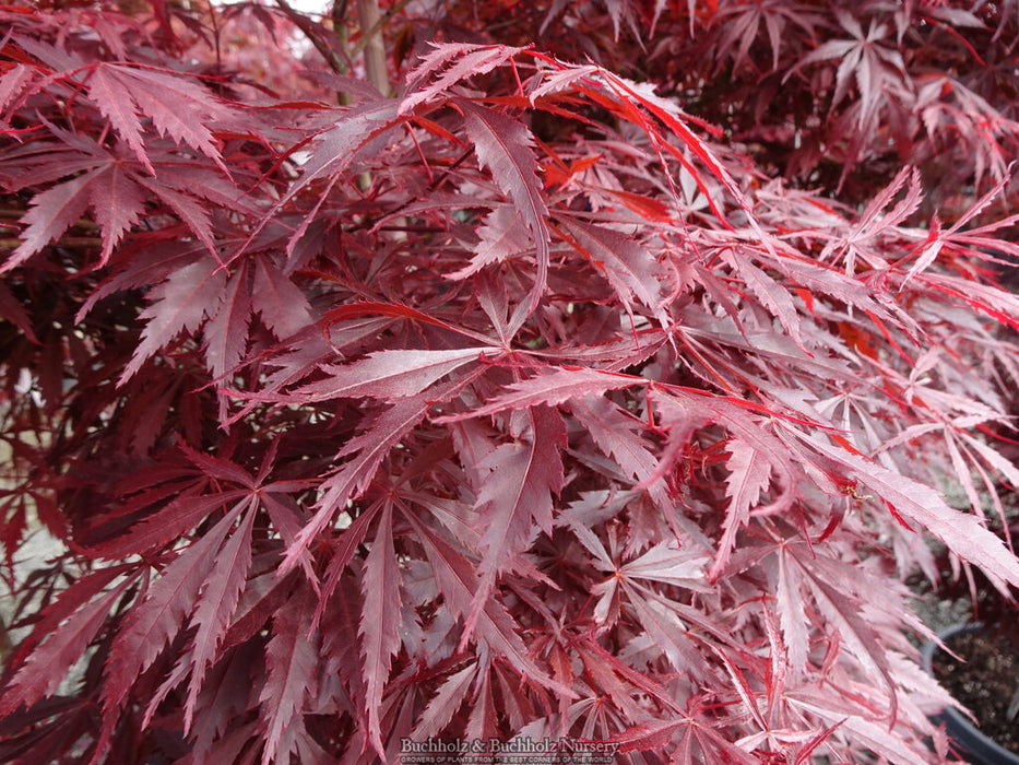 Acer palmatum 'Beni chaparrito' Japanese Maple