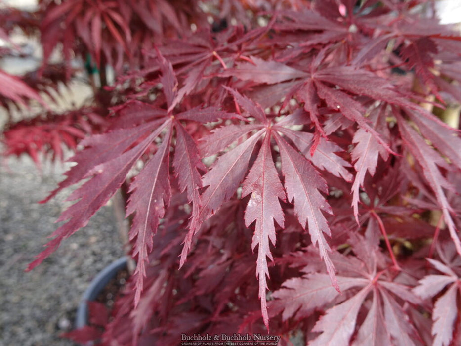 Acer palmatum 'Beni chaparrito' Japanese Maple