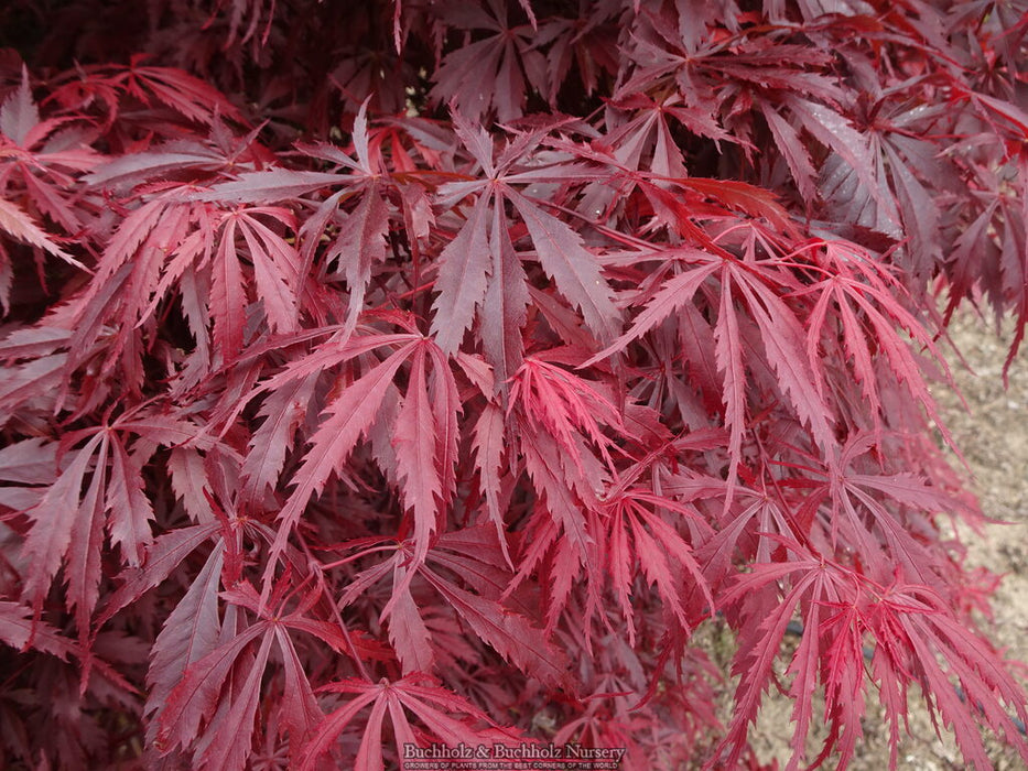 Acer palmatum 'Beni chaparrito' Japanese Maple