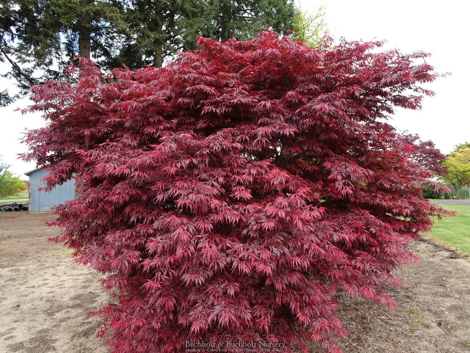 Acer palmatum 'Beni chaparrito' Japanese Maple