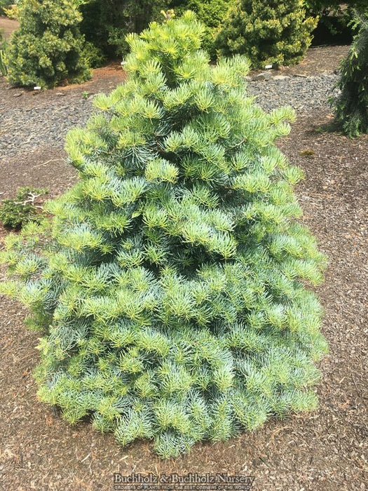 Abies concolor 'Archer's Dwarf' White Fir