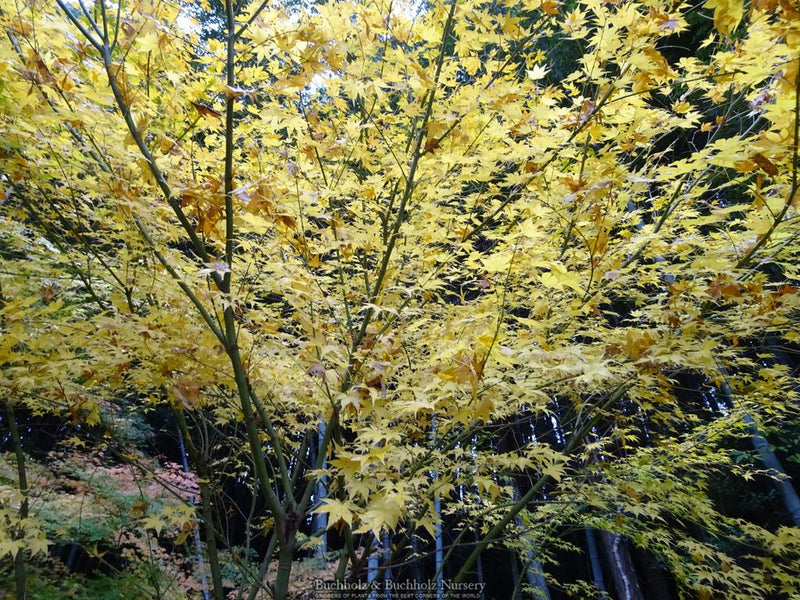 Acer palmatum 'Kawahara no midori' Green Bark Japanese Maple