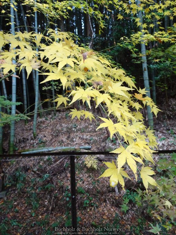 Acer palmatum 'Kawahara no midori' Green Bark Japanese Maple