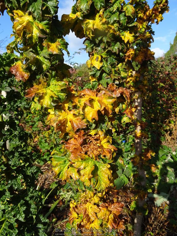 Acer platanoides 'Rezek' Columnar Norway Maple