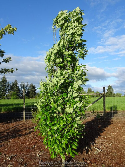 Quercus robur x bicolor 'Kindred Spirit' Hybrid Oak