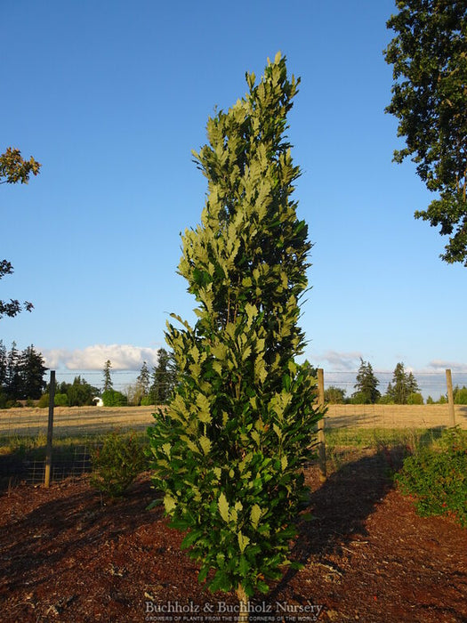 Quercus robur x bicolor 'Kindred Spirit' Hybrid Oak