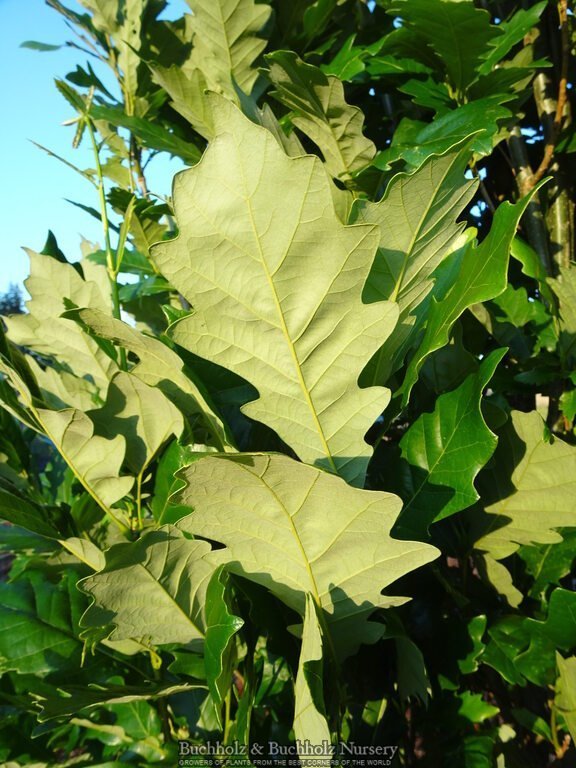 Buy Quercus robur 'Filicifolia' Cutleaf English Oak — Mr Maple