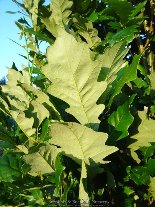 Quercus robur x bicolor 'Kindred Spirit' Hybrid Oak