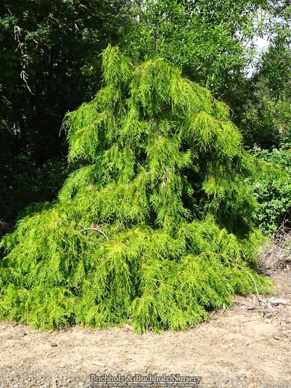 Buy Thuja plicata 'Whipcord' Dwarf Western Red Cedar — Mr Maple