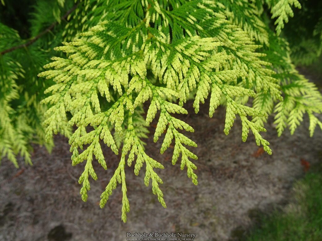Buy Thuja plicata 'Whipcord' Dwarf Western Red Cedar — Mr Maple