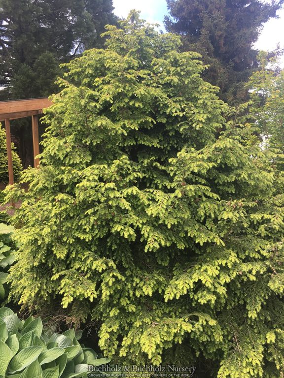 Tsuga canadensis 'Creamy' Canadian Hemlock