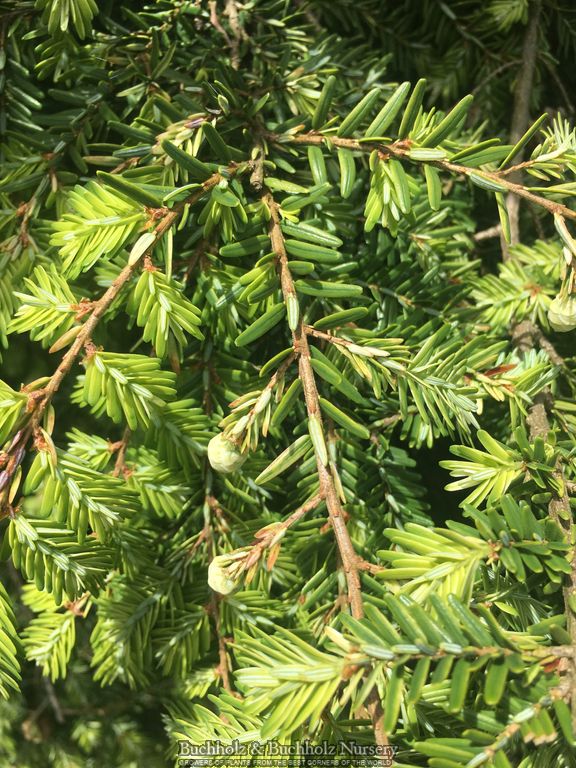 Tsuga canadensis 'Creamy' Canadian Hemlock