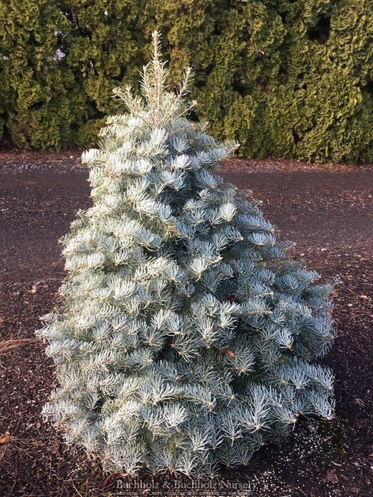 Abies concolor 'Archer's Dwarf' White Fir